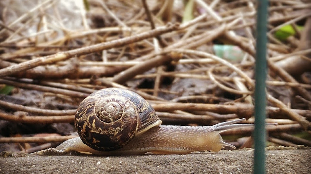 Image: http://admin.themill.com/media/00000020974.jpg Snail Earthy 01 1