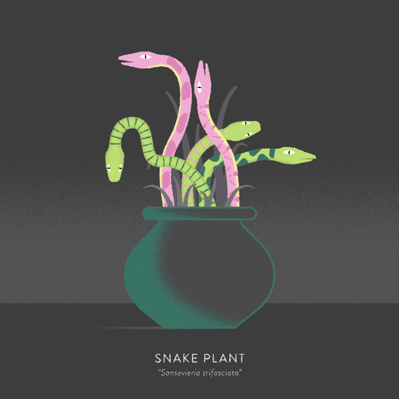 Snake Plant